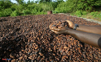 Cocoa in Ivory Coast: faced with soaring prices, the authorities are making a gesture towards planters