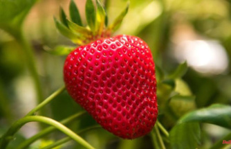 North Rhine-Westphalia: High costs, low prices: complaints about the strawberry harvest