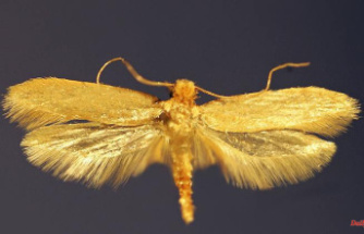 Poison clubs fail: Only one remedy against moths "very good"