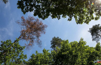 Bavaria: Little rain, a lot of heat: Stress for Bavaria's trees