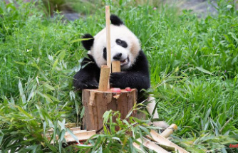 From carnivore to bamboo eater: Origin of pseudo-thumbs in pandas clarified