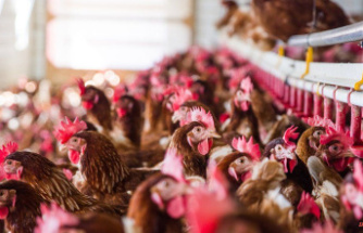 NI farming: "Fabricated documents" used in poultry applications