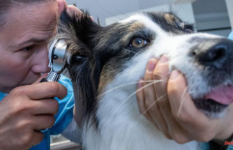 Mecklenburg-Western Pomerania: What influence do pets have on health?