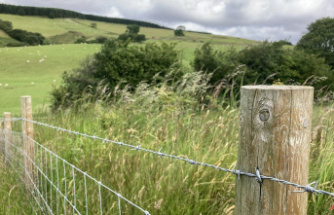 Wales Farming: Farmers need to plant trees in order to make cash