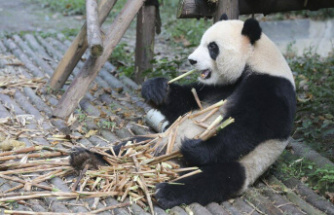 Animals. Now we know how the panda became vegetarian.