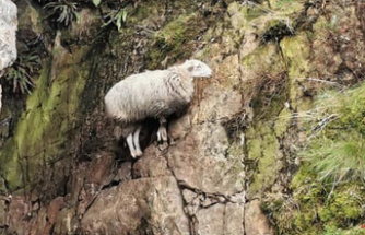 Gwynedd: Sheep saved after being trapped in mine shaft for 10 days