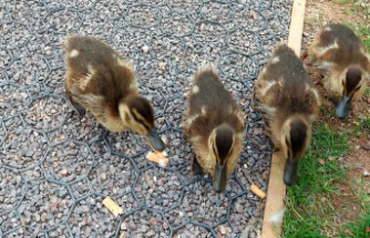 Litter warning: Ducklings mistakenly eat cigarette butts
