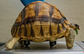 Three-legged ploughshare tortoise gets new life on rollers