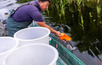 Mecklenburg-Western Pomerania: millions of eels for the waters in MV: action in Schwerin