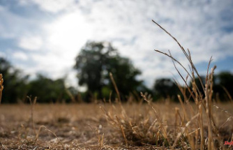 Hardly any rain - and up to 39 degrees: Germany is threatened with a new drought summer