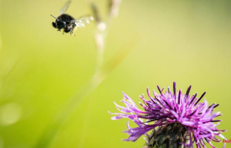 Bavaria: Rare wild bee in the botanical garden in Munich