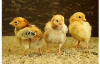 Loire Atlantique. Fire causes the death of 8 000 chicks in a breeding house