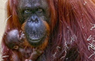 Dudley Zoo: Critically endangered orangutan