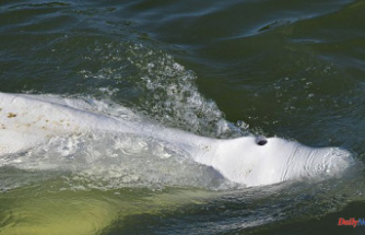 Option to euthanize beluga whale 'discarded for now' (Sea Shepherd)