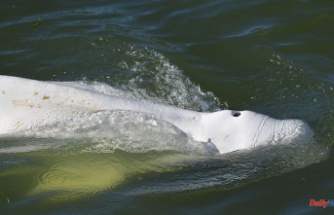 Hopes of saving the beluga lost in the Seine are dwindling