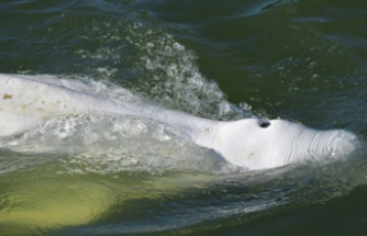 Experts see "little hope" for beluga whales in the Seine