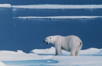 Archipelago in the North Sea: On Svalbard: polar bear attacks French tourist and is shot