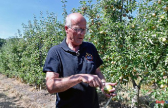 In French orchards, drought-proof fruit trees
