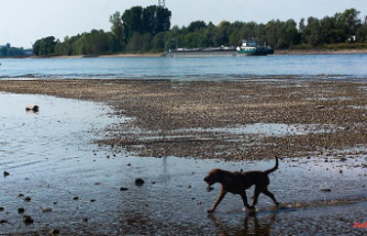Another record low: the level of the Rhine near Emmerich reaches zero