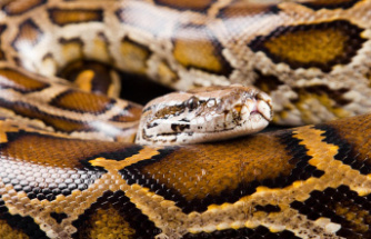 USA: Up to 2500 dollars per animal killed: Florida opens official python hunt