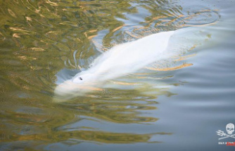Marine mammals in the Seine: Rescuers want to pull Beluga into a catch basin