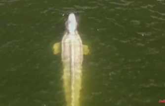 Drama in the Seine: beluga whale refuses food