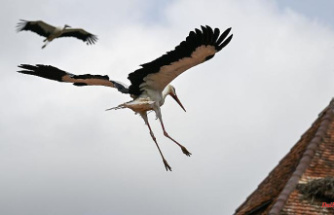 Baden-Württemberg: Young storks on the Affenberg practice flying south