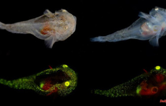 Fluorescence and antifreeze: How fish brave the arctic cold