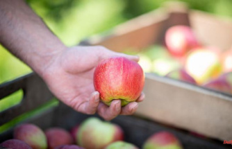Baden-Württemberg: Statisticians assume a better fruit harvest