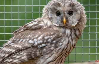 Bavaria: 16 Ural owls released into the wild in a species protection project