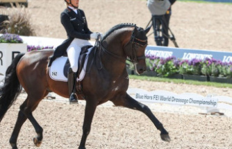 World Championships in Denmark: German dressage team in second place at half-time