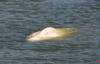 Pulling out or opening the floodgates: the beluga whale in the Seine has only two options