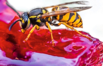 Tormentors under nature protection: black and yellow plague: What helps against the tiresome attack of wasps - and what doesn't