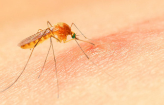 News from medicine: Neither vaccination nor infection make you permanently immune to malaria. Researchers have now found why