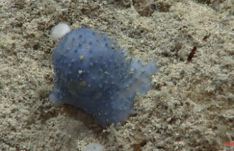 Discovery on the sea floor: Mysterious "blue goo" astounds research team