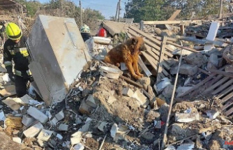 Animal wakes up on the rubble: Ukrainian dog does not want to leave killed owner