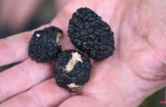 Decrease of up to 70 percent: German truffle harvest suffers from extreme summer