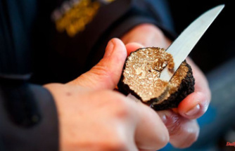 Baden-Württemberg: Climate change is causing the truffle harvest in Germany to shrink