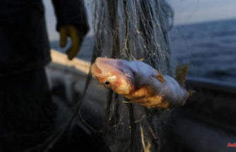 Lead balls stuffed into fish: fraud scandal shakes fishing scene
