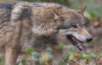 More attacks on livestock: wolves are spreading in Germany