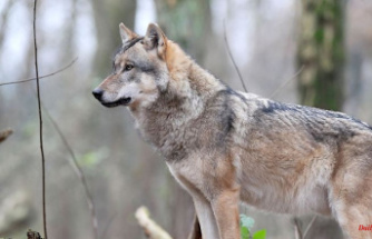 Parasite makes pack leader: Infection gives wolves a career boost