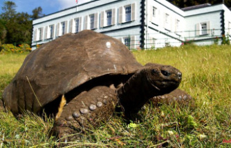 True survivor: the world's oldest tortoise is 190 years old