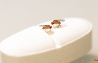 Study on fruit flies: Does life-prolonging pill not work in men?
