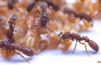 Surprising discovery: ant pupae produce milk for larvae