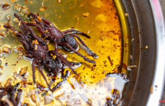 Delicatessen snack in Cambodia: It takes courage for fried tarantula