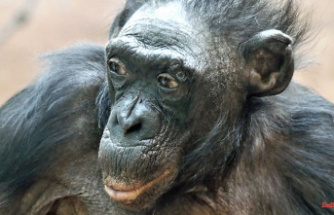 Margrit was 70 years old: the world's oldest ape dies in Frankfurt