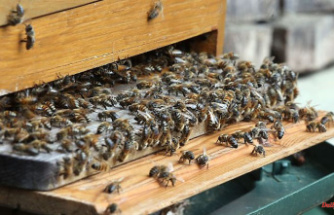 Protection against foulbrood: Vaccination approved for honey bees