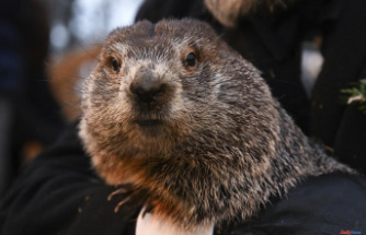 Groundhog Day 2023 calendar: what it is, when it is celebrated and what is its origin
