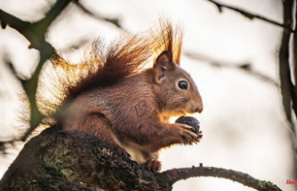 Animal triggers electric shock: squirrel paralyzes rail traffic in Hanover