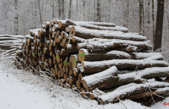Thuringia: State Forestry Agency auctions precious woods again